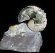 Hoploscaphites Brevis Ammonite With Gastropods #77847-3